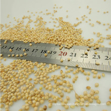 white broom corn millet(white broomcorn millet)